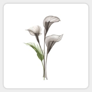 Xray Calla flowers. Tropical translucent watercolor flowers and leaves print Sticker